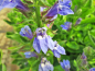 Preview: Lobelia siphilitica - blaue Lobelie